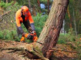 Best Tree Preservation Services  in Yakima, WA